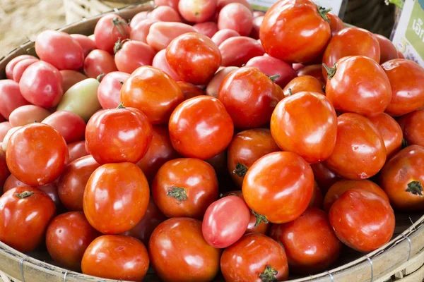 Ernte von vielen frischen Tomaten aus eigenem Anbau Gemüse für Show und sa — Stockfoto