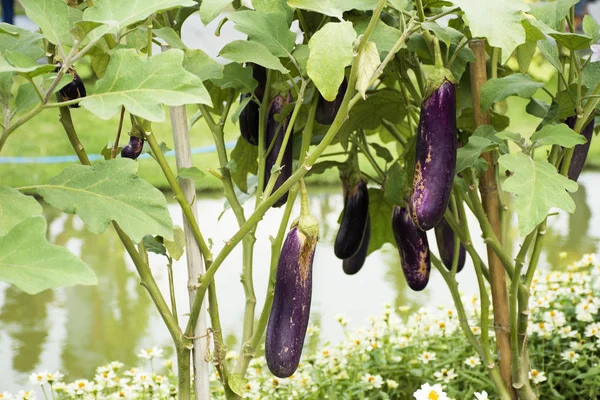 Violette lange Auberginen oder Solanum melongena Platn im Garten von agr — Stockfoto