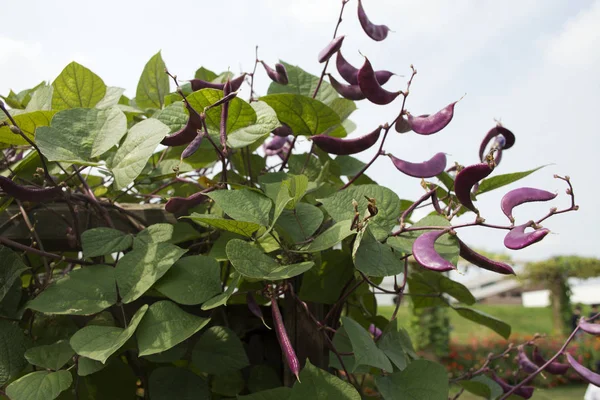 Lila Taubenerbsen oder cajanus cajan platn im Garten der Landwirtschaft — Stockfoto