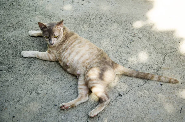 Tailandés gato doméstico sentarse y relajarse en el suelo — Foto de Stock