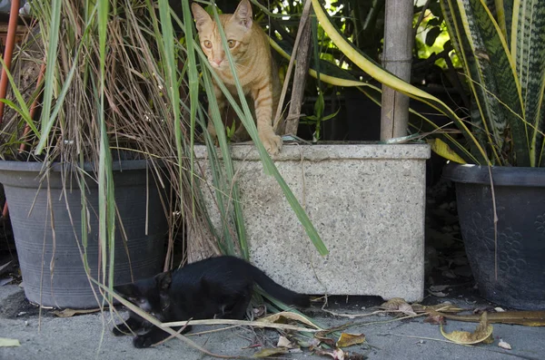 Tailandés doméstico bebé gato jugando y correr y saltar en jardín — Foto de Stock