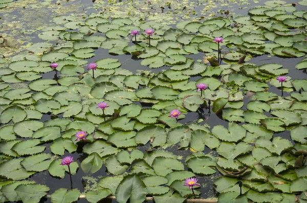Red lotus or water lily in pond at Red Lotus floating market in — Stock Photo, Image