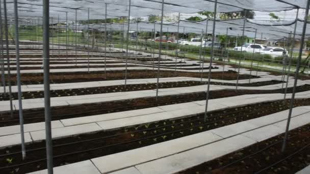 Horta Frutas Legumes Orgânicos Plantação Suanphueng Ratchaburi Tailândia — Vídeo de Stock