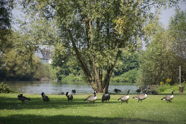 Krickenten im öffentlichen Park am Flussufer in Deutschland — Stockfoto