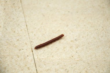 Zeminde yürümeye kırkayak böcek