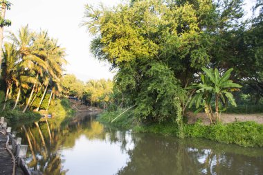 Çiftlik bahçesindeki kanalın manzarasını ve hareketli suyunu ve Samutsongkram, Tayland 'daki hindistan cevizi tarlasını inceleyin.