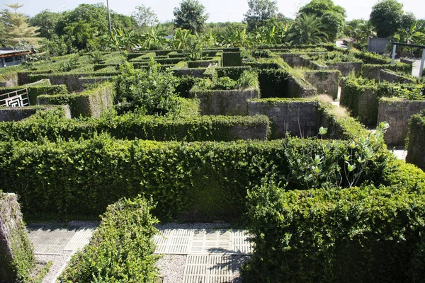 Maze Plant Garden Thai People Foreigner Travelers Travel Visit Playing — Stock Photo, Image