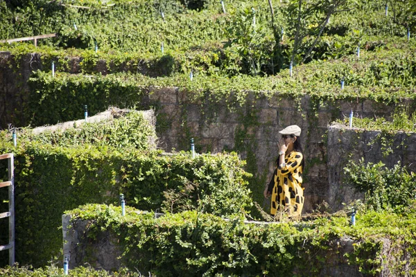 Viajeros Tailandeses Mujeres Visitan Juegan Juego Jardín Planta Del Laberinto — Foto de Stock