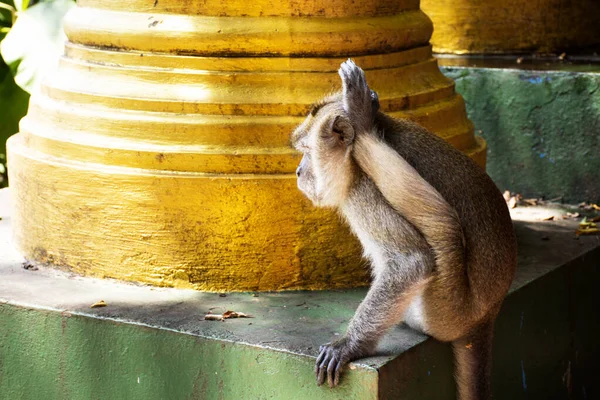 Monos Jugando Comiendo Zona Wat Tham Sua Krabi Tailandia —  Fotos de Stock