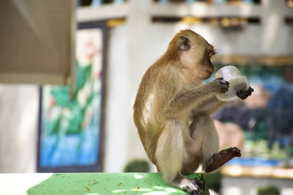 Monos Jugando Comiendo Zona Wat Tham Sua Krabi Tailandia —  Fotos de Stock