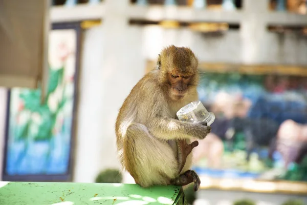Monos Jugando Comiendo Zona Wat Tham Sua Krabi Tailandia —  Fotos de Stock