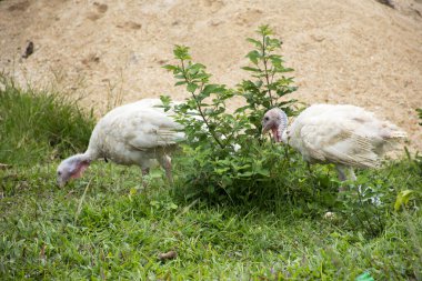 Beyaz hindi büyük kuş Narathiwas, Tayland 'da otlakta yiyecek bulmak için yürüyor.