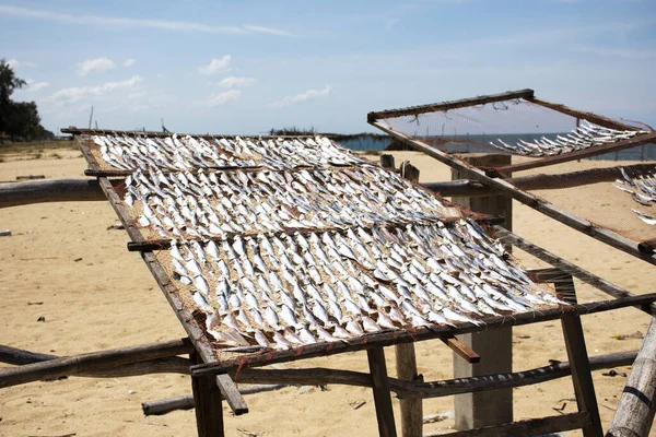 Gente Tailandesa Hizo Pescado Sol Seco Para Conservas Alimentos Tamiz — Foto de Stock