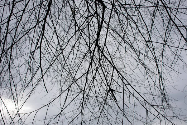 Trockene Zweige Ast Mit Himmel Wolken Hintergrund Freien Der Abenddämmerung — Stockfoto