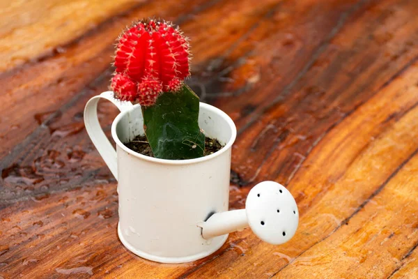 Cactus Fleur Rouge Pot Arbre Avec Sur Fond Planche Bois — Photo