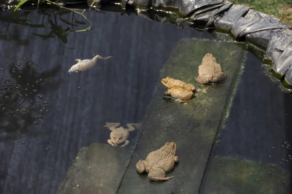 Frogs Αγρόκτημα Στο Σπίτι Στο Μουσείο Της Κοινότητας Ζωής Στο — Φωτογραφία Αρχείου