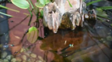 Guppy balıkları veya milyonlarca balık ve gökkuşağı balığı suda yüzer ve yemek yer ve nilüfer bitkisi Tayland, Nonthaburi 'deki küçük bir bahçede balçık havuzunda yetişir.
