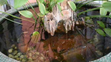 Guppy balıkları veya milyonlarca balık ve gökkuşağı balığı suda yüzer ve yemek yer ve nilüfer bitkisi Tayland, Nonthaburi 'deki küçük bir bahçede balçık havuzunda yetişir.