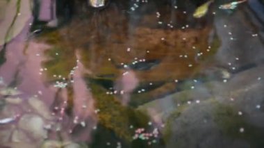 Guppy balıkları veya milyonlarca balık ve gökkuşağı balığı suda yüzer ve yemek yer ve nilüfer bitkisi Tayland, Nonthaburi 'deki küçük bir bahçede balçık havuzunda yetişir.