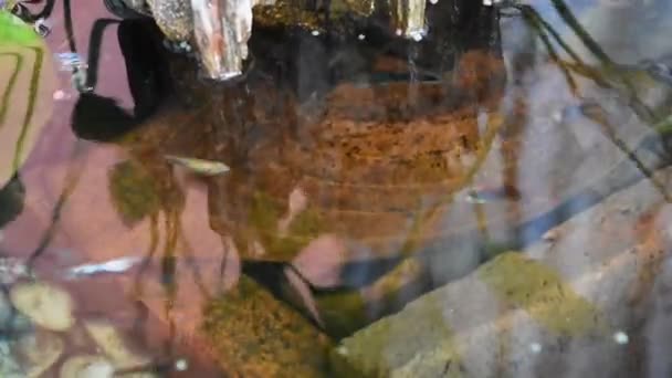 Guppy Fische Oder Millionärsfische Und Regenbogenfische Schwimmen Wasser Und Fressen — Stockvideo