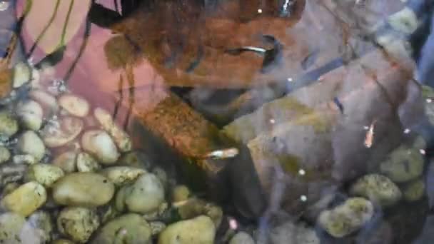 Peixes Gordurosos Peixes Milionários Peixes Arco Íris Nadando Água Comendo — Vídeo de Stock