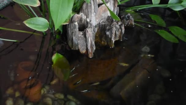 Poissons Guppy Millionfish Poissons Arc Ciel Nageant Dans Eau Mangeant — Video