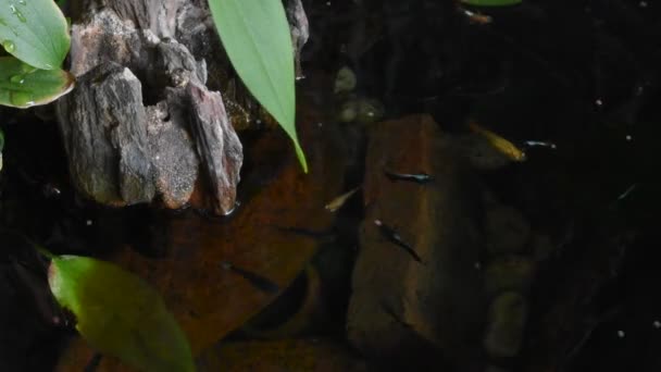 Peces Grumosos Peces Millonarios Peces Arco Iris Nadando Agua Comiendo — Vídeo de stock