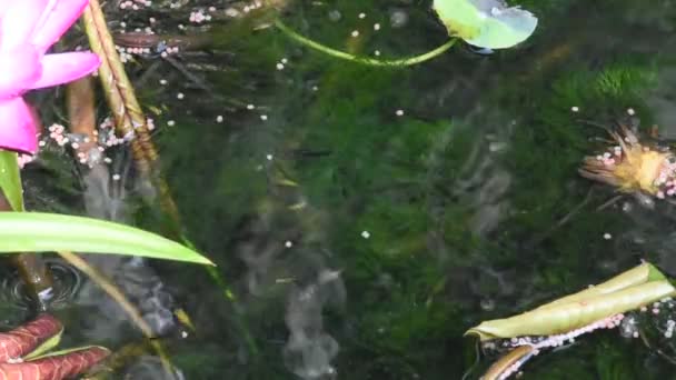 Peixes Gordurosos Peixes Milionários Peixes Arco Íris Nadando Água Comendo — Vídeo de Stock