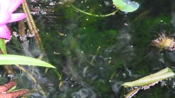 조그마 정원에서 물고기나 마리의 무지개 물고기가물 속에서 헤엄치며 먹이와 연꽃을 — 비디오
