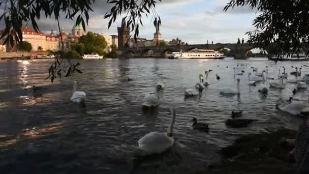 Praga República Checa Septiembre Familia Los Cisnes Flotando Relajarse Nadar — Vídeo de stock