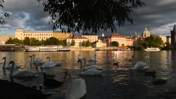 Прага Чешская Республика Сентября Лебеди Семьи Плавающие Расслабиться Плавать Найти — стоковое видео