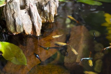 Guppy balıkları veya milyonlarca balık ve gökkuşağı balığı suda yüzer ve yemek yer ve nilüfer bitkisi Tayland, Nonthaburi 'deki küçük bir bahçede balçık havuzunda yetişir.