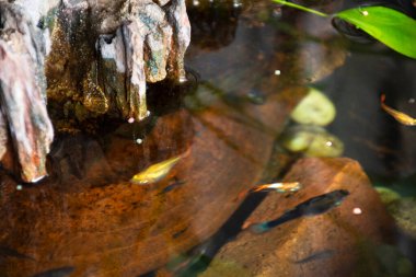Guppy balıkları veya milyonlarca balık ve gökkuşağı balığı suda yüzer ve yemek yer ve nilüfer bitkisi Tayland, Nonthaburi 'deki küçük bir bahçede balçık havuzunda yetişir.