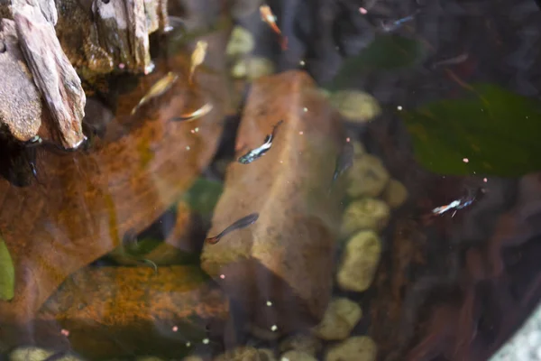 조그마 정원에서 물고기나 마리의 무지개 물고기가물 속에서 헤엄치며 먹이와 연꽃을 — 스톡 사진