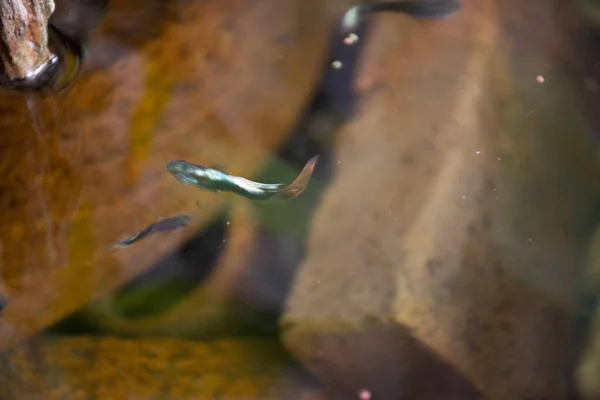 Ikan Guppy Atau Ikan Jutawan Dan Ikan Pelangi Berenang Air — Stok Foto