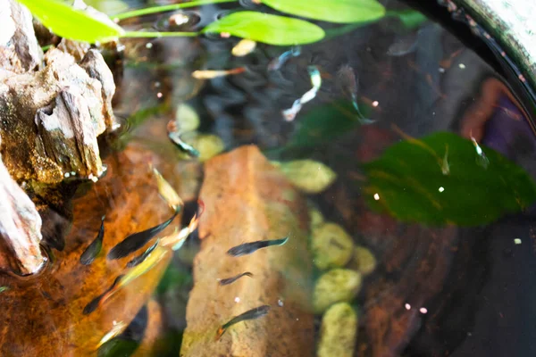 Ikan Guppy Atau Ikan Jutawan Dan Ikan Pelangi Berenang Air — Stok Foto