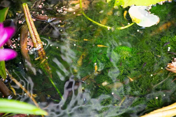조그마 정원에서 물고기나 마리의 무지개 물고기가물 속에서 헤엄치며 먹이와 연꽃을 — 스톡 사진