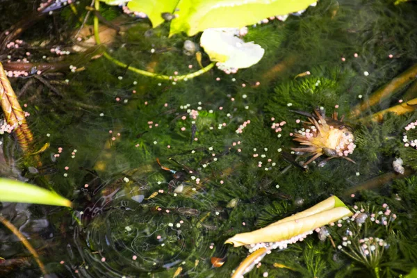 ノンタブリの小さな庭で魚の粘土鍋で水に泳ぎ 食べ物や蓮の植物を食べるグッピー魚や百万魚や虹魚 — ストック写真