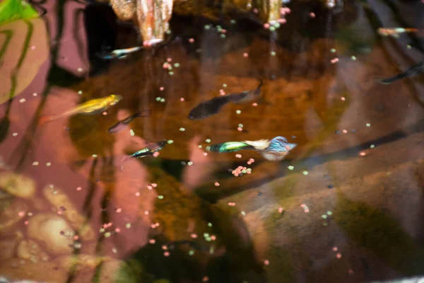 Guppy Fishes Millionfish Rainbow Fish Swimming Water Eating Food Lotus — Stock Photo, Image