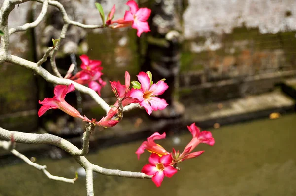 Adénium Obesum Virágok Vagy Apocynaceae Növény Dekoráció Kertészkedés Goa Gajah — Stock Fotó