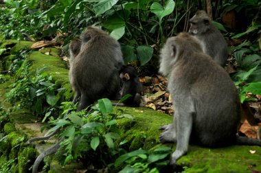 Endonezya 'nın Bali şehrinde, Mandala Suci Wenara Wana ya da Ubud Kutsal Maymun Ormanı' ndaki Endonezya maymunları ya da balina makağı.