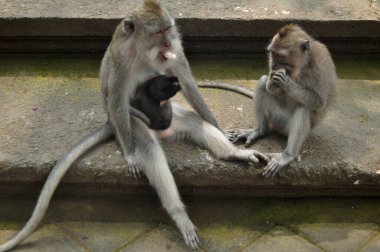 Endonezya 'nın Bali şehrinde, Mandala Suci Wenara Wana ya da Ubud Kutsal Maymun Ormanı' ndaki Endonezya maymunları ya da balina makağı.