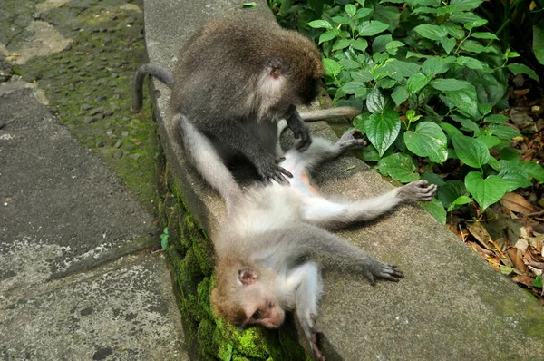 インドネシア バリ島のウブド市にあるマンダラ ウェンアラ ワナまたはウブド神聖な猿の森保護区の長い尾のインドネシアのサルまたはバリ島のマカク — ストック写真