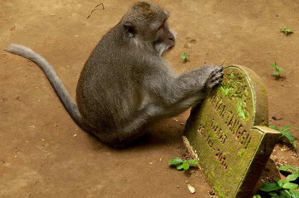 Long Tail Indonesian Monkeys Balinese Macaque Mandala Suci Wenara Wana — Stock Photo, Image