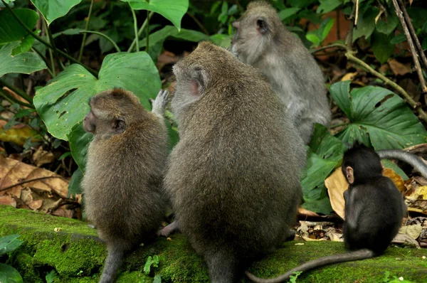 Singes Indonésiens Longue Queue Macaque Balinais Mandala Suci Wenara Wana — Photo