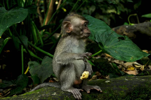 Long Tail Indonesian Monkeys Balinese Macaque Mandala Suci Wenara Wana — Stock Photo, Image
