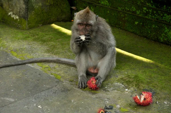 Scimmie Indonesiane Coda Lunga Macaco Balinese Mandala Suci Wenara Wana — Foto Stock