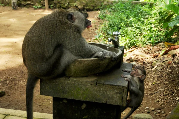Langer Schwanz Indonesische Affen Oder Balinesische Makaken Mandala Suci Wenara — Stockfoto