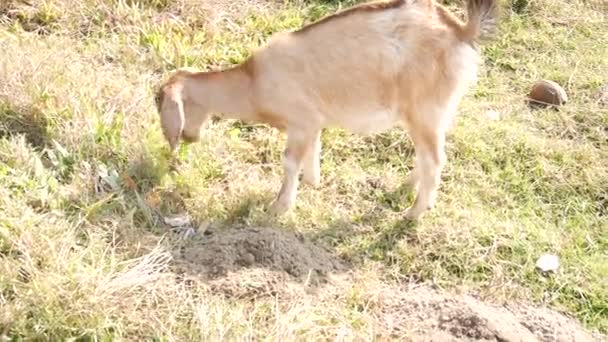 Nepalesische Ziege Findet Und Frisst Gras Auf Dem Boden Pokhara — Stockvideo