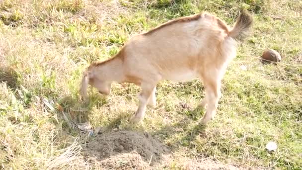 Непальская Коза Находит Ест Траву Полу Похаре Непал — стоковое видео